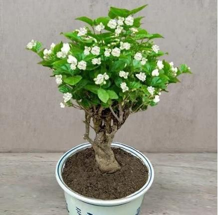 Double Jasmine Seeds - Gifts4All