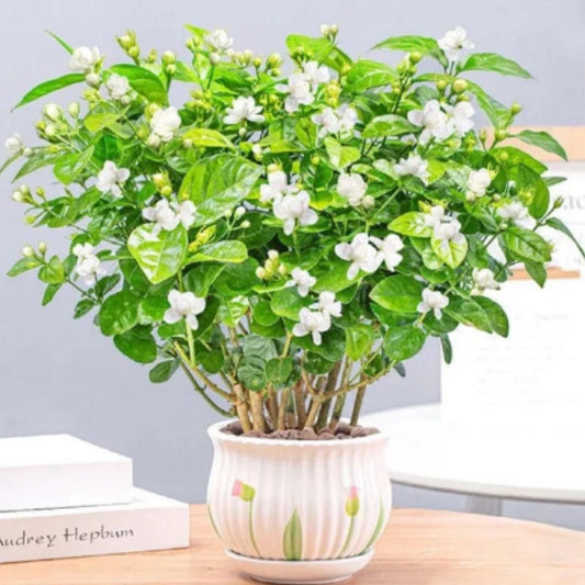 Double Jasmine Seeds - Gifts4All